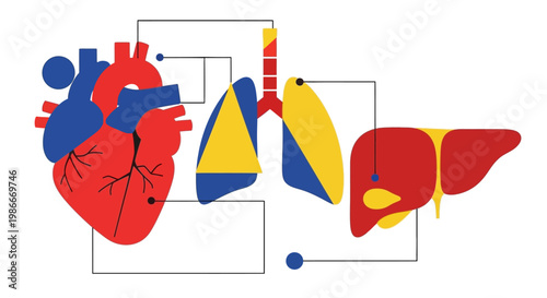 Flat infographic illustration of human organs heart lungs and liver with connection lines for medical data