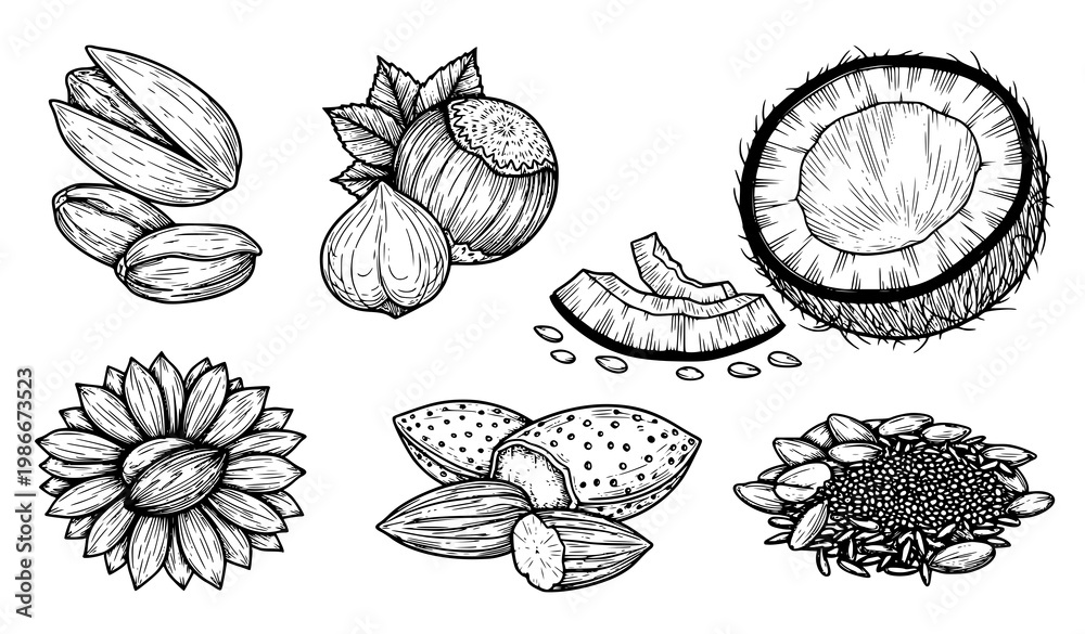 Fototapeta premium A black and white vector illustration of various coconut and flower designs