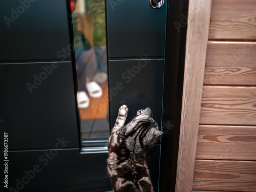 cat meeting a master