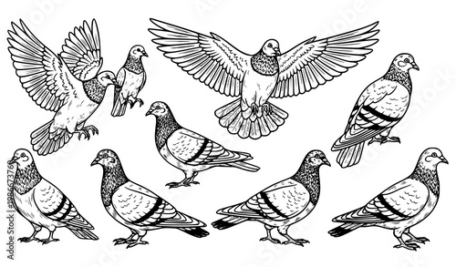 A set of black and white pigeon illustrations in various poses