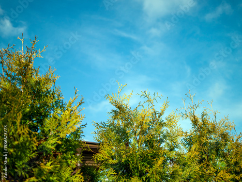 untrimmed evergreen junipers