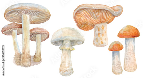 Mushroom illustration with watercolor isolated on transparent background