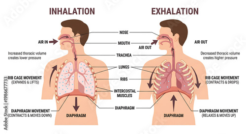Mechanism of Human Breathing: Inhalation and Exhalation Infographic