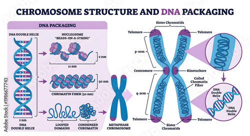 Chromosome Structure and DNA Packaging Infographic