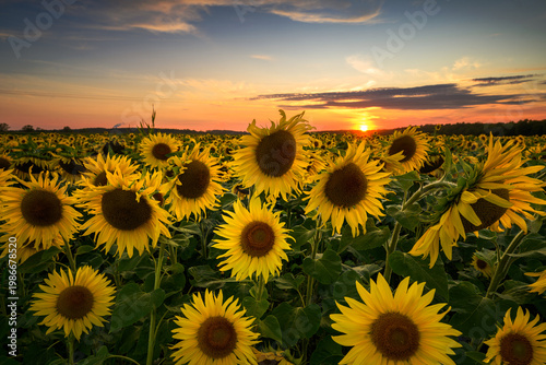 Beautiful sunset over sunflowers field