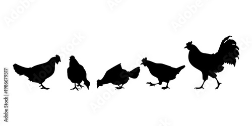 Collection of various black chicken silhouettes in different poses, including standing, pecking, nesting, and running, depicted in a simple graphic style . vector icon