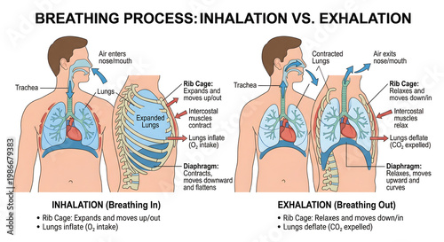 Human Breathing Process Inhalation and Exhalation Anatomy Diagram