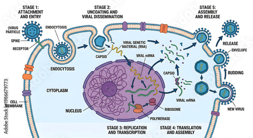 Mechanism of RNA Virus Infection and Cellular Replication Cycle