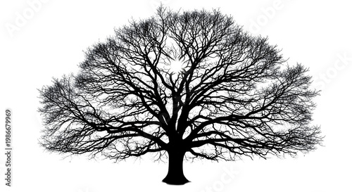 Silhouette of a Large Deciduous Tree With Intricate Branches isolated On transparent Background