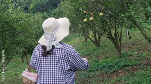 Rear view of young woman harvesting oranges using pruning shears while moving along citrus orchard with basket on organic farm. Agriculture work concept