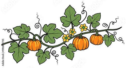 Three pumpkins on a vine with leaves.