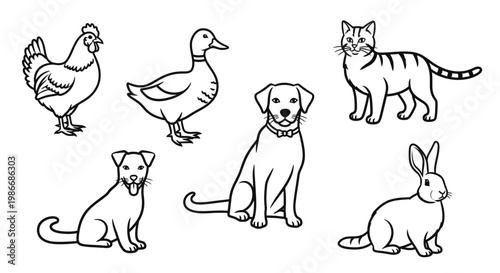 Dogs Cats Rabbits Ducks Chickens Animals.