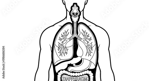 Human Internal Organs Body Illustration.