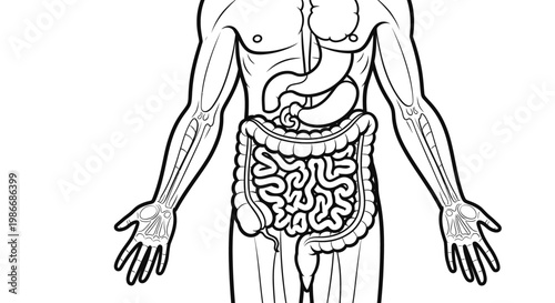 Human body digestive system organs.