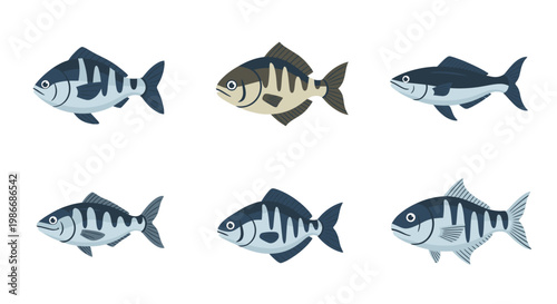 School of Freshwater Fish Swimming.