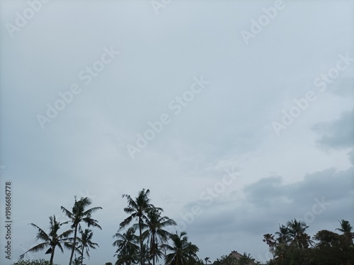 Tableau sur toile Tropical coconut trees under a dramatic overcast moody sky.