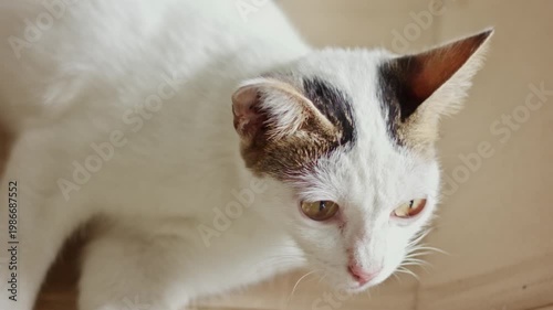 Close Up of Cute White Cat Lying Down and Looking Around Curiously