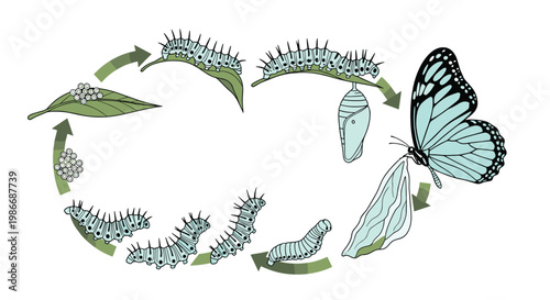 Illustration showing the complete life cycle stages of a butterfly from eggs on a leaf to caterpillar, pupa, and adult.