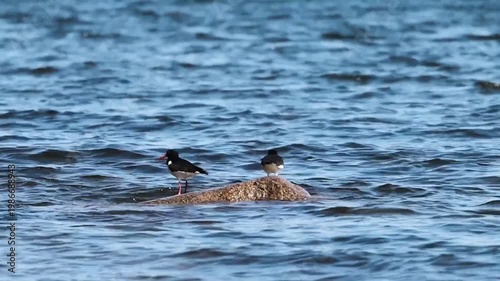 Two Small Wild Birds Standing on Rock in Blue Ocean Water