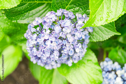 雨に濡れたあじさい