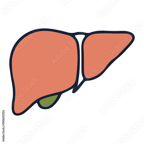 Human Liver Anatomy Vector Icon