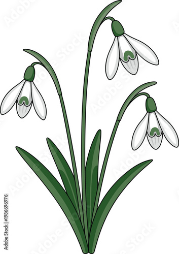 Three delicate white snowdrop flowers with green stems and leaves vector on white background.
