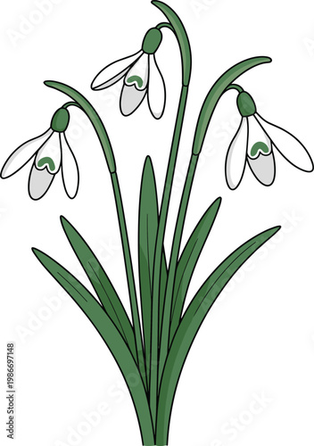 White snowdrop flowers with green leaf vector on white background.