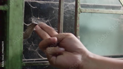 Close Up of Fingers Cleaning Thick Cobwebs from Old Window with Metal Trellis