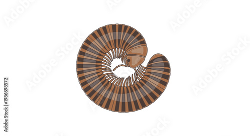 Brown Ammonite Fossil Spiral Shell.