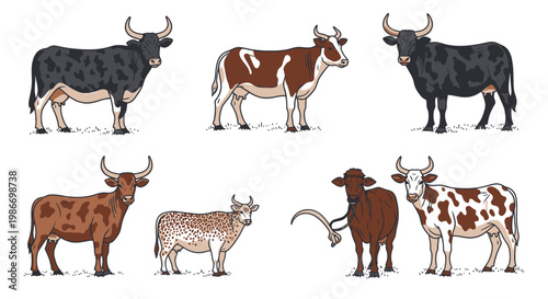 Cows and bulls in various breeds.
