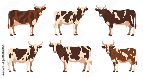 Brown and white cows standing still.