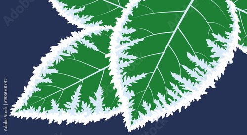 Green leaves with white frost.