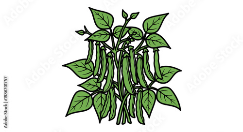 Green peas plant with pods.