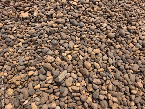 Lichen growing on rocks in the forest.