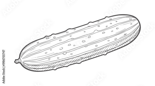 Hand drawn line of a single green cucumber with seeds and texture vegetable food