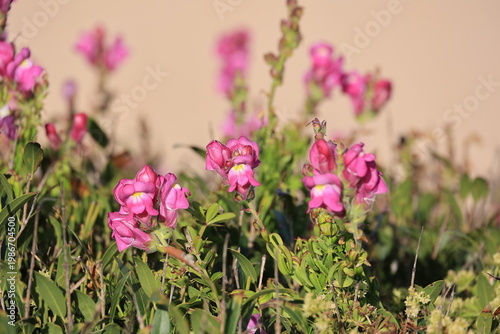 Red flowering plant close up on the beach at Monte Clerigo, Algarve, Portugal