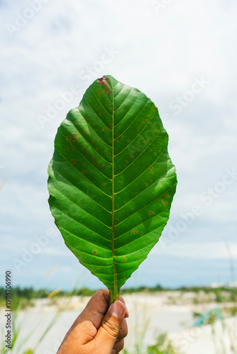 Hand holding a Simpor leaf, an endemic plant from Belitung, Indonesia. Traditionally used for wrapping food, it also serves as a cultural symbol for the local community.