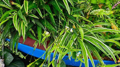 green plant in a pot