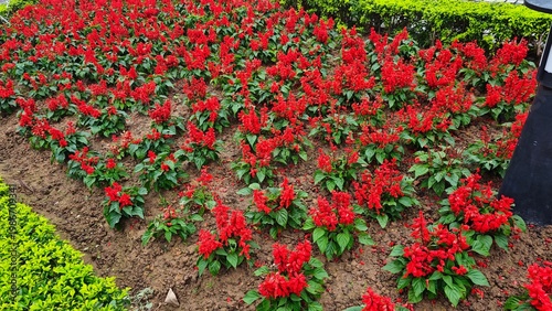 flowers in the garden