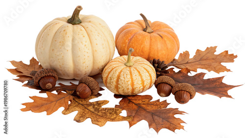 Different types of pumpkins placed on brown autumn leaves with acorns and pine cone isolated on transparent background cut out
