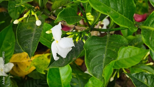 white flowers in the garden