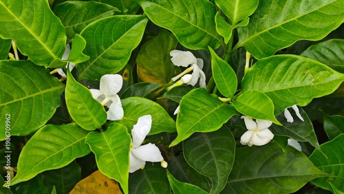 lilies of the valley