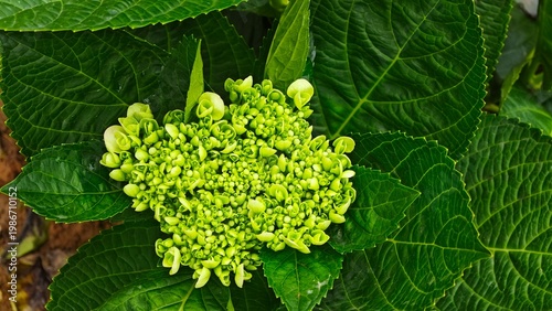 Blooming Garden Flowers with Vibrant Colors – Natural Floral Beauty