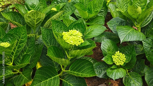 close up of green leaves of grapes