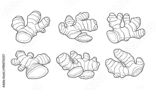 Six hand drawn ginger root with sliced pieces white spice herb food