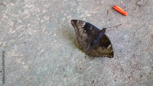 Male Mango Baron ( Euthalia aconthea ) butterfly onwalking on wet concrete with fallen dried flowers and leaves, Trey white stripes on brown wing of insect