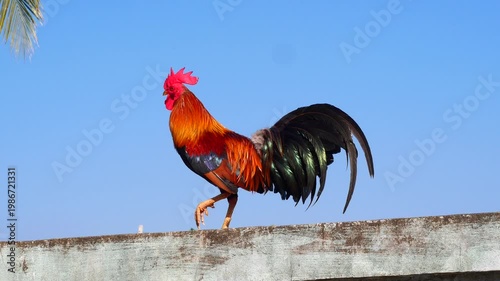 Indian red junglefowl or bankiva-fowl ( Gallus gallus )  chicken is walking and crowing on concrete wall with blue sky in background, Black with brown and orange color stripes feathers of rooster