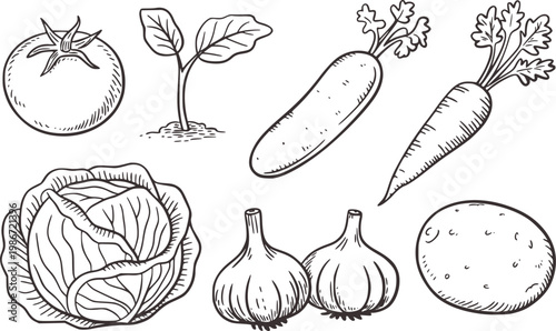 Hand Drawn Collection of Fresh Vegetables and Seedling White Background food organic