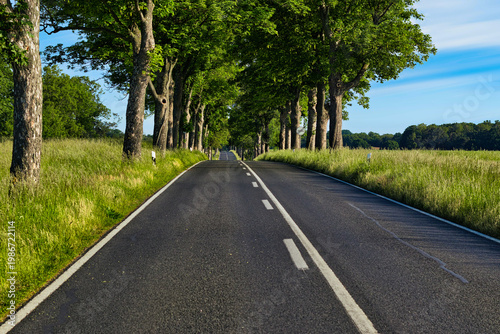 Empty Country Road Through Scenic Tree Avenue in Rural Summer Landscape