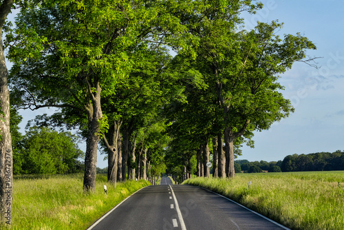 Empty Country Road Through Scenic Tree Avenue in Rural Summer Landscape